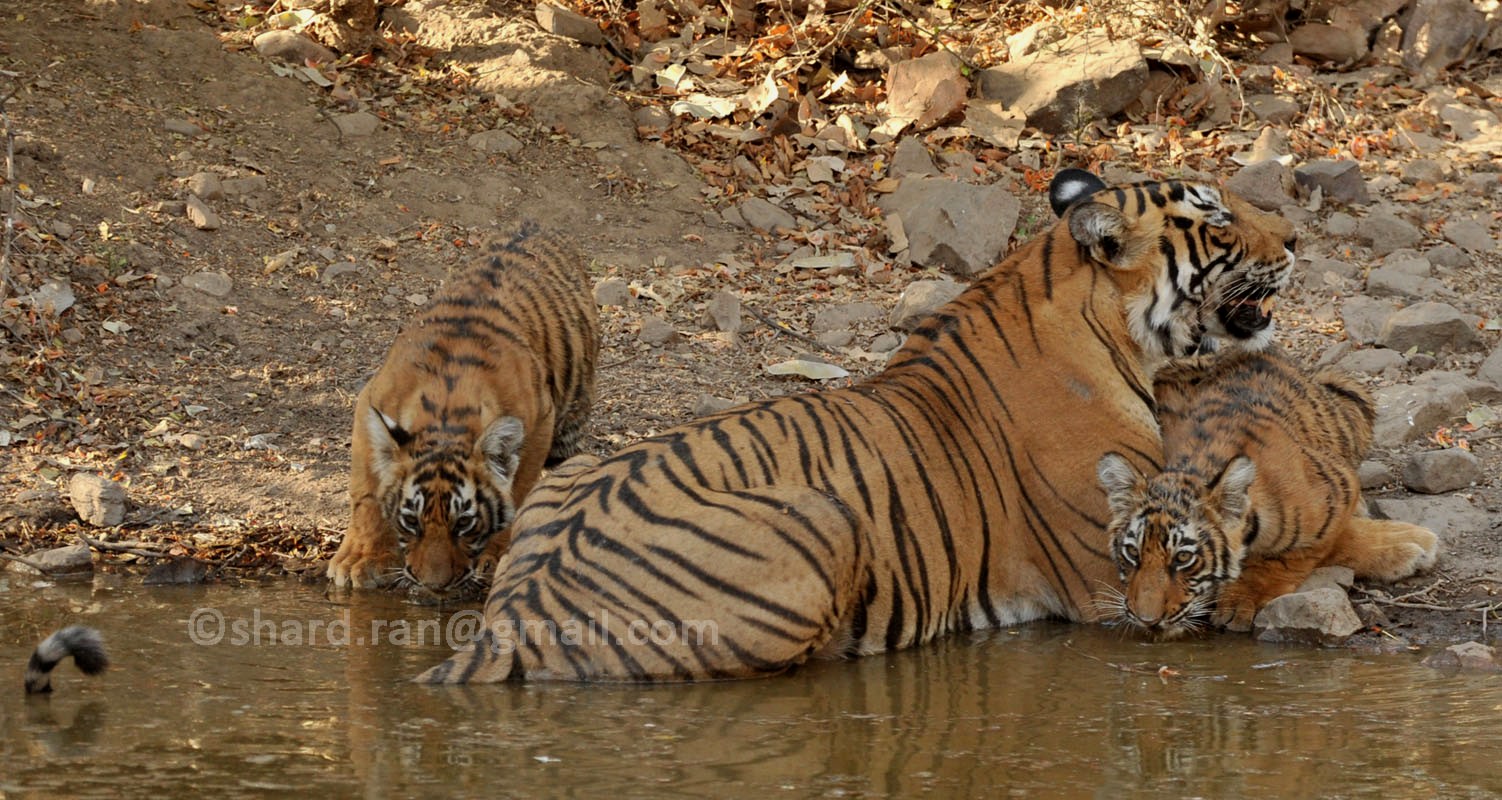 All India Tiger Population Estimation-2014
