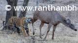 Arrow-head hold a sambar deer