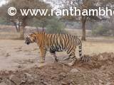 A Subadult tiger, Jai, T-108 from Ranthambore