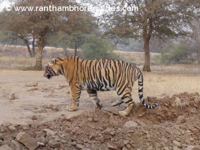 A Subadult tiger, Jai, T-108 from Ranthambore