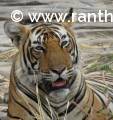Ranthambore tiger, T-104