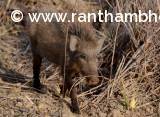 Indian wild boar