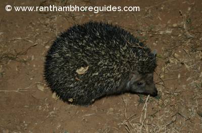Hedgehog- Very Rare