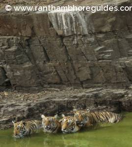 Happy “International Tiger Day” from Ranthambhoreguides.com! 