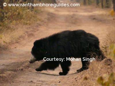 Walking sloth bear in Ranthambore 