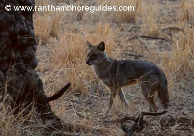 Jackal from Ranthabore