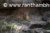 Ranthambore Tigress, Gimel aka T-103