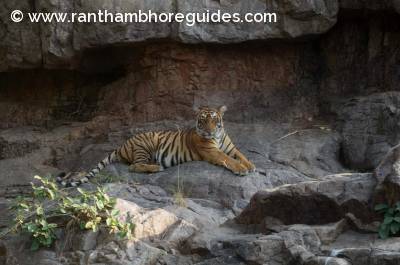Ranthambore Tigress, Gimel aka T-103