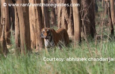 Kankati - The tigress from Dudhwa National Park
