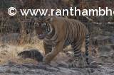 Tigress-Noor-Ranthambore