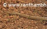 Indian Rat Snake 