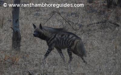 Striped Hyena 