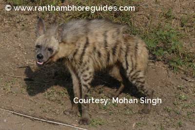 Striped hyena from Ranthambore