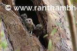 Indian Scops Owlet