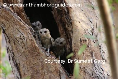 Indian Scops Owlet
