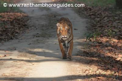 Beldanda - The tigress -Dudhwa Tiger Reserve 