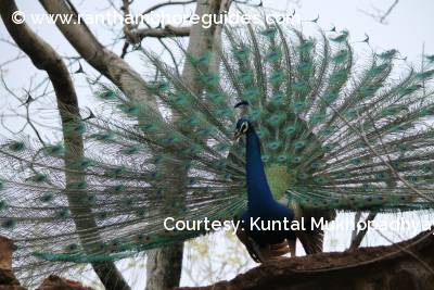 Dancing Peacock 