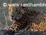 Leopard, Ranthambore 