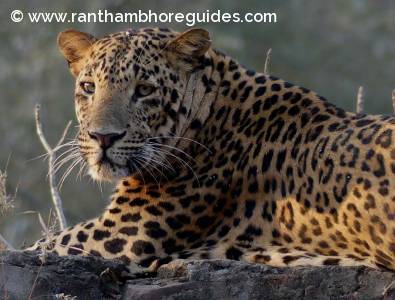 Leopard, Ranthambore 