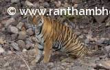 T-111- A sub adult tigress from Ranthambore!