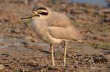 Great-Thick-Knee