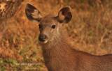 Fawn of sambar deer
