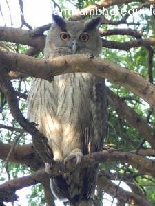 Dusky Eagle Owl -Ranthambore 