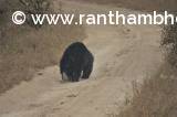 Sloth Bear- Ranthambore 