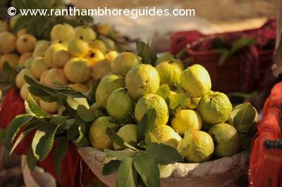 Fresh Guava fruits 
