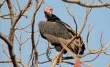 King-vulture