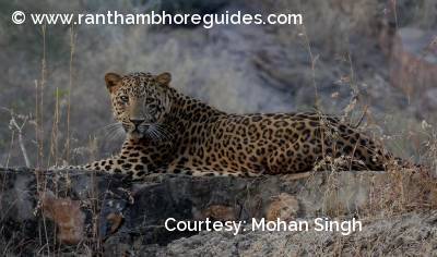 Ranthambore Leopard