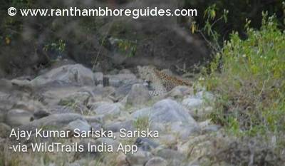 Leopard at sariska tiger reserve . 