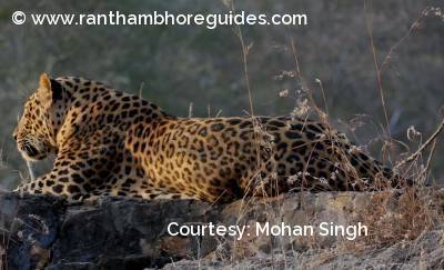 Leopard at Ranthambore
