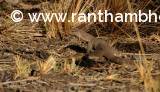 Monitor Lizard  from Ranthmbore National Park