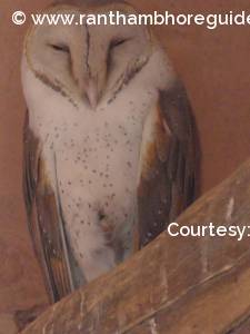 Barn Owl -Ranthambore