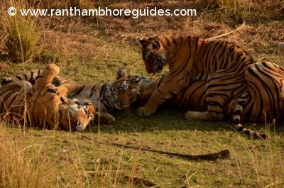 T-19 and her cubs 