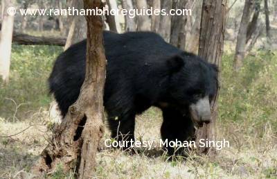 Sloth Bear- Ranthambore 