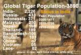 Global Tiger Status-2016