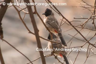 Red-Vented bulbul