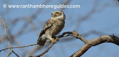 Spotted owlet (Athene brama)