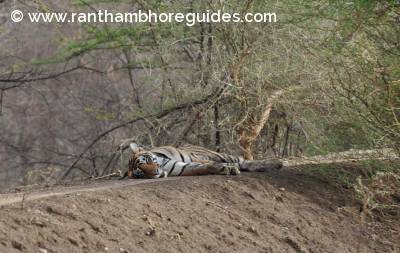 Sub adult male tiger-Ranthambore