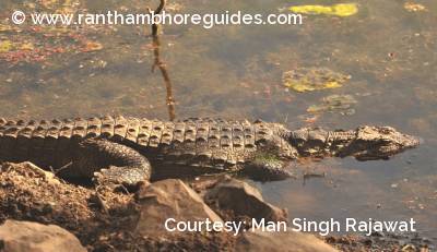 Marsh crocodile