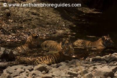 Junior-Indu with her 3 cubs. 