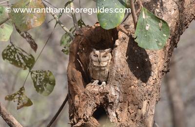 Indian Scop owlet
