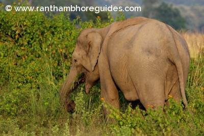 Asian Elephant fromJim Corbett