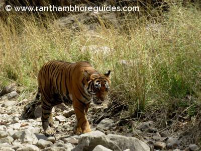 Ranthambhore Tiger