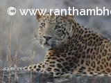 Ranthambore's leopard