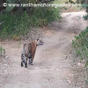 st3 female tigress ( Daughter of machli from ranthambor  .) 