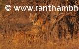 Ranthambore Tigress, Gandri aka T-99