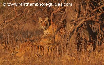 Ranthambore Tigress, Gandri aka T-99